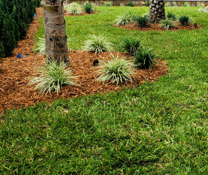 Sod - St. Augustine - Smart Choice Premium Floratam™