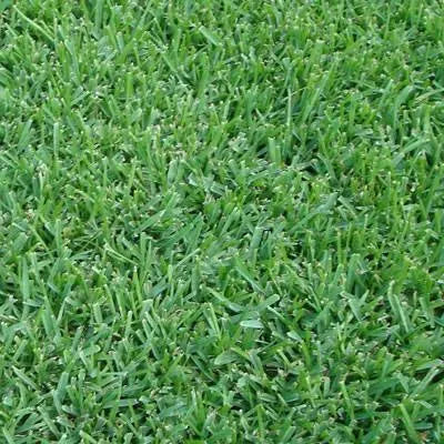 Sod - St. Augustine - Smart Choice Premium Floratam™