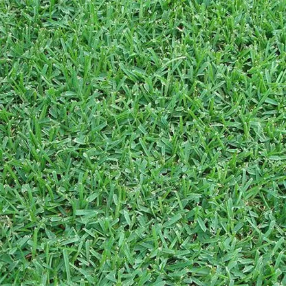 Sod - St. Augustine - Smart Choice Premium Floratam™