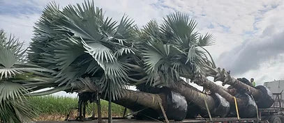 Premium Field Grown Palm Trees - Smart Choice Bismark Palm