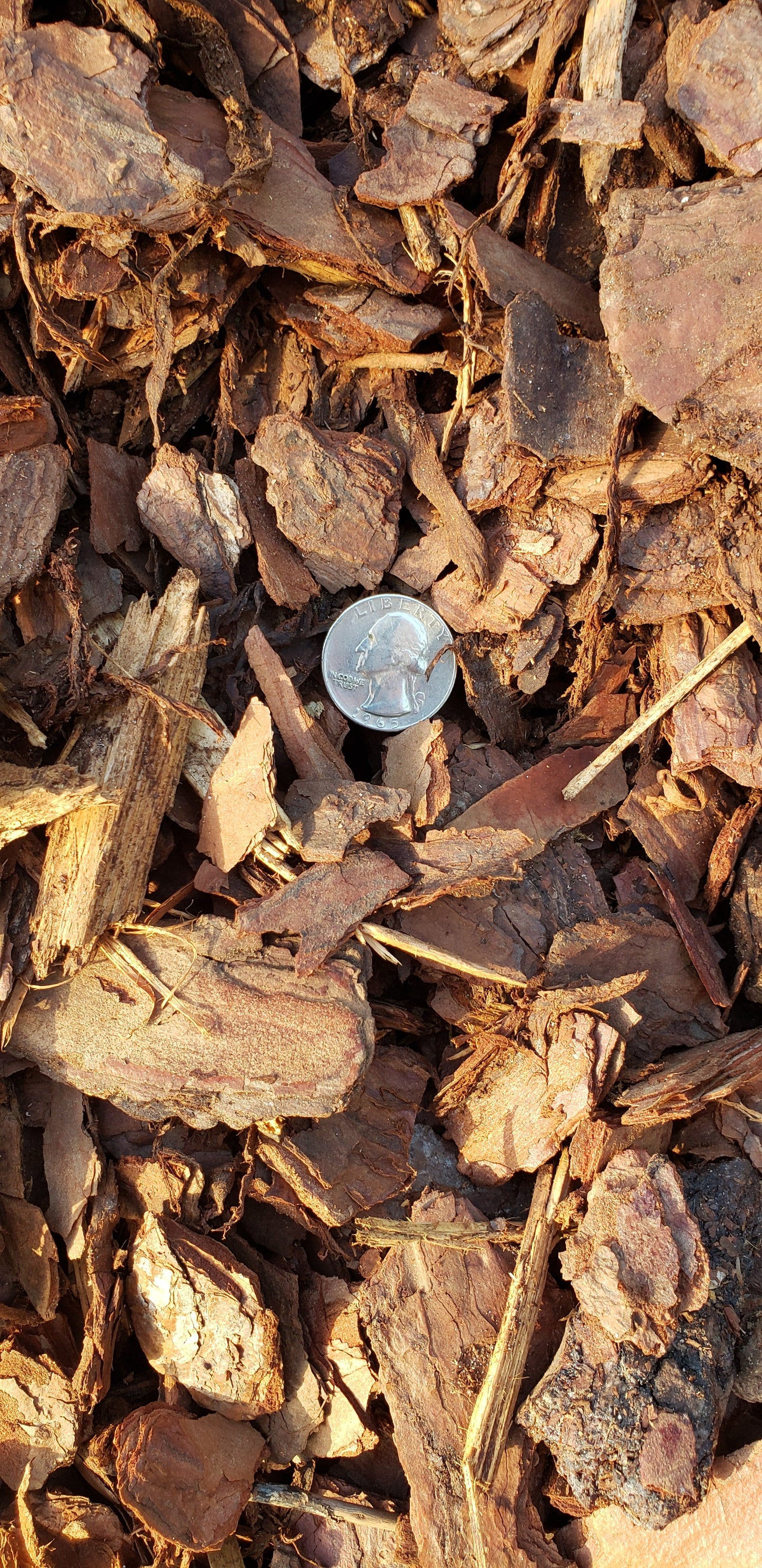 Close-up of Premium Pine Bark Mini Nuggets highlighting uniform size and rich color for landscaping, gardens, flower beds, and pathways from Mulch and Stuff