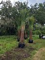 Premium Field Grown Palm Trees - Smart Choice Sylvester Palm