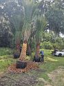 Premium Field Grown Palm Trees - Smart Choice Sylvester Palm