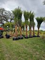 Premium Field Grown Palm Trees - Smart Choice Sylvester Palm