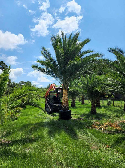 Premium Field Grown Palm Trees - Smart Choice Sylvester Palm