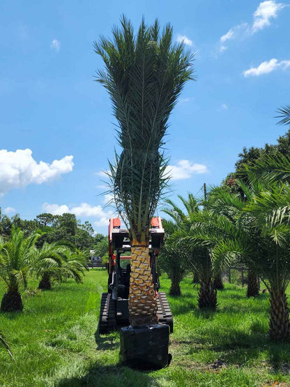 Premium Field Grown Palm Trees - Smart Choice Sylvester Palm